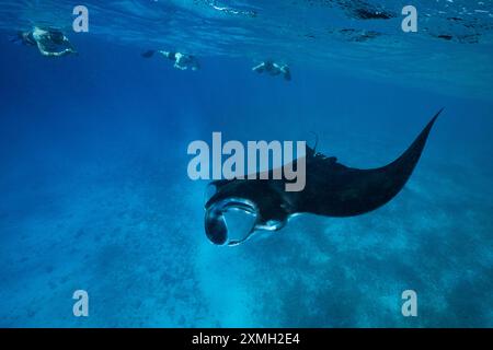 Mantarochen aus nächster Nähe in der mayotte Lagune im Indischen Ozean Stockfoto