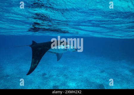 Mantarochen aus nächster Nähe in der mayotte Lagune im Indischen Ozean Stockfoto