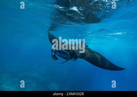 Mantarochen aus nächster Nähe in der mayotte Lagune im Indischen Ozean Stockfoto