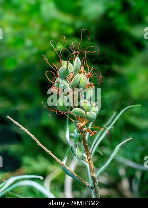 Typische australische Flora eine Red Grevillea Banksii Familie Proteaceaein Stockfoto