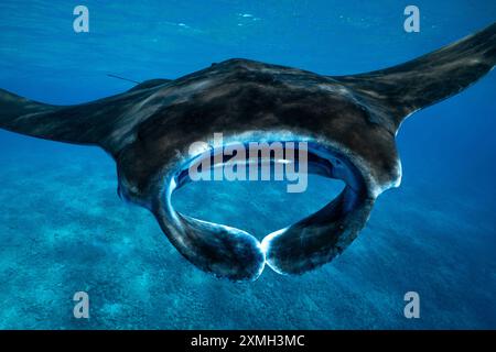 Mantarochen aus nächster Nähe in der mayotte Lagune im Indischen Ozean Stockfoto