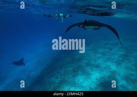 Mantarochen aus nächster Nähe in der mayotte Lagune im Indischen Ozean Stockfoto