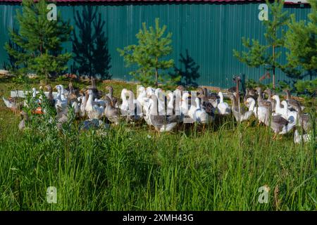 Eine große Gruppe von Gänsen versammelte sich an einem sonnigen Tag in einem grasbewachsenen Gebiet, mit einem grünen Zaun und kleinen Bäumen im Hintergrund. Die Gänse stehen und bewegen sich Stockfoto