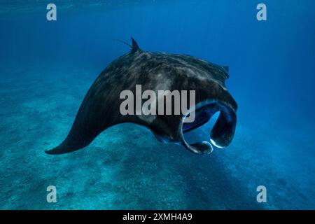 Mantarochen aus nächster Nähe in der mayotte Lagune im Indischen Ozean Stockfoto