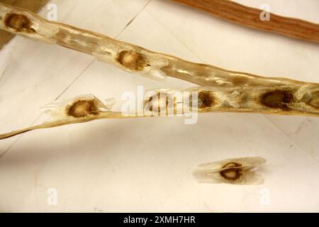 Reife und getrocknete Drumstick (Moringa oleifera) Samenkapseln mit Samen : (Pixel Sanjiv Shukla) Stockfoto