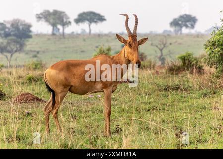 Lelwel Hartebeest (Alcelaphus buselaphus lelwel) im Murchison Falls Nationalpark, Uganda Stockfoto