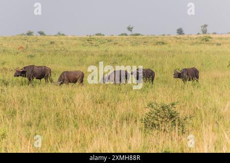 Afrikanische Büffel (Syncerus Caffer) im Murchison Falls Nationalpark, Uganda Stockfoto