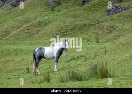 Ein schwarz-weiß-freier Welsh Mountain Pony oder Cob auf einem grasbewachsenen Hügel im Brecon Beacons National Park, Wales Stockfoto