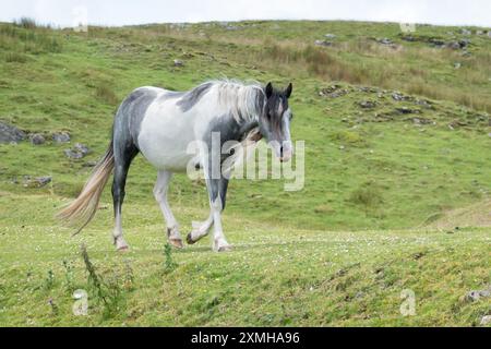 Ein schwarz-weiß-freier Welsh Mountain Pony oder Cob auf einem grasbewachsenen Hügel im Brecon Beacons National Park, Wales Stockfoto