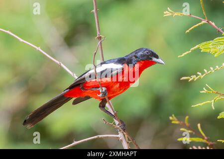 Crimson-breasted Shrike oder Crimson-breasted Gonolek (Laniarius atrococcineus) im Savannah Forest im Kgalagadi Transfrontier Park, Südafrika Stockfoto