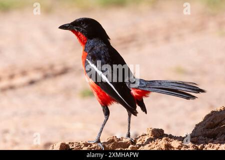 Karmesin-Krabbe oder Karmesin-Brüste Gonolek (Laniarius atrococcineus) auf dem Boden in der trockenen Halbwüste, Kalahari, Südafrika Stockfoto