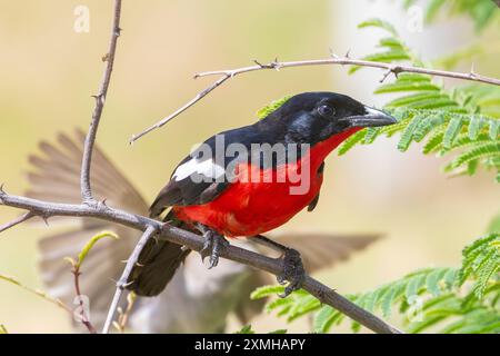 Karmesin-Krabbe oder Karmesin-Brüste Gonolek (Laniarius atrococcineus) Stockfoto