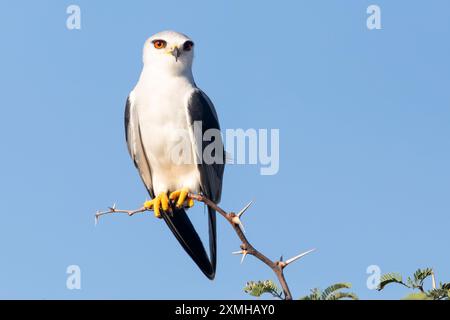 Schwarzschulterdrachen oder Schwarzflügeldrachen (Elanus caeruleus) auf dem Aussichtspunkt eines Baumzweigs an der Westküste Südafrikas Stockfoto