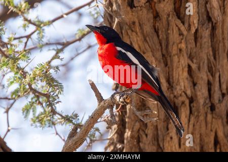 Karmesin-Krabbe oder Karmesin-Brüste Gonolek (Laniarius atrococcineus) in Kamel Thorn Tree, Kalahari, Südafrika Stockfoto