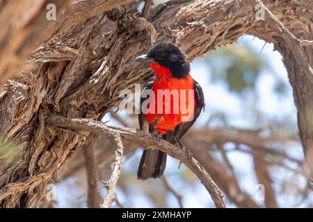 Karmesin-Krabbe oder Karmesin-Brüste Gonolek (Laniarius atrococcineus) in Kamel Thorn, Kalahari, Südafrika Stockfoto