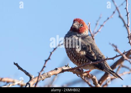 Männlicher Rotkopffink (Amadina erythrocephala) Kalahari, Nordkap, Südafrika Stockfoto