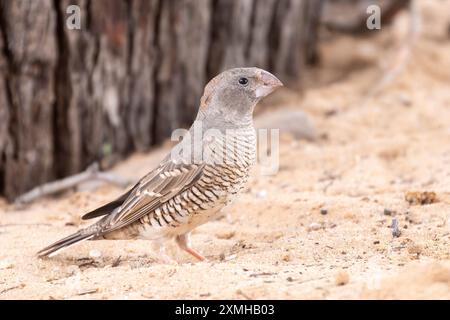 Rotkopffinke (Amadina erythrocephala) Nossob, Kgalagadi Transfrntier Park, Kalahari, Nordkap, Südafrika Stockfoto