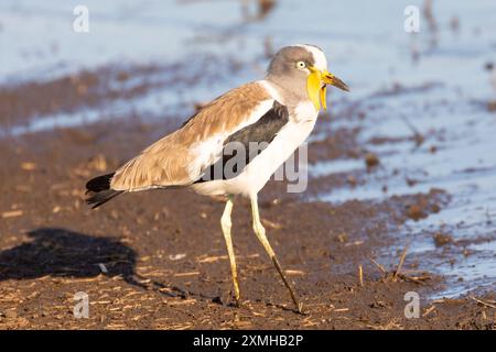 Weißgekrönter Lapwing (Vanellus albiceps) Limpopo, Südafrika, der bei Sonnenuntergang am Damm auf der Suche ist Stockfoto