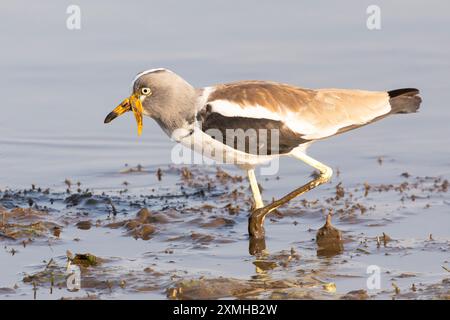 Weißgekrönter Lapwing (Vanellus albiceps) Limpopo, Südafrika, waten durch Schlamm am Wasserloch Stockfoto