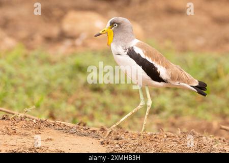 Weißgekrönter Lapwing (Vanellus albiceps) Limpopo, Südafrika im Savannengrasland nahe Wasserloch Stockfoto