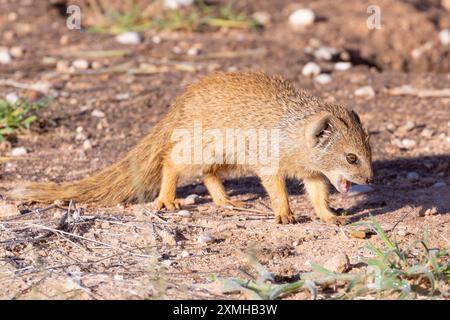 Gelbes Mungo (Cynictis penicillata) Jungtier auf der Suche nach roten Sanddünen, Kalahari, Nordkap, Südafrika Stockfoto