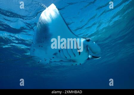 Mantarochen aus nächster Nähe in der mayotte Lagune im Indischen Ozean Stockfoto