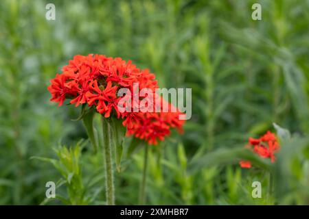 Nahaufnahme der Blüten des Malteserkreuzes (silene chalcedonica) in Blüte Stockfoto