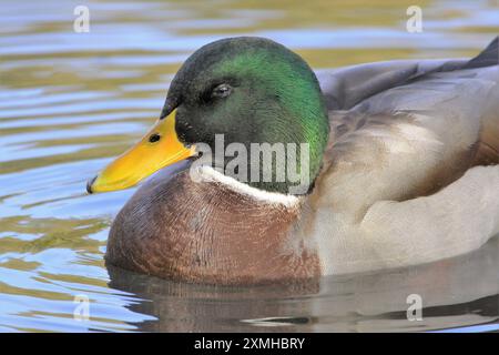 Themenfoto: Natur, Lebewesen, Tier, Vogel, Stockente, Erpel, 27.07.2024 Nahaufnahme des Kopfes eines Erpel der Stockente Themenfoto: Natur, Lebewesen, Tier, Vogel, Stockente, Erpel, 27.07.2024 *** Themenfoto Natur, Lebewesen, Tier, Vogel, Stockenten, drake, 27 07 2024 Nahaufnahme des Kopfes eines drachen der Stocke Thema Foto Natur, Lebewesen, Tier, Vogel, Stocke, drake, 27 07 2024 Copyright: xAugstx/xEibner-Pressefotox EP jat Stockfoto