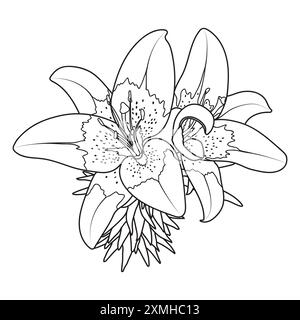 Elegante Sterngazer orientalische Lilienblume, Vektor isolierte Illustration. Umriss Lilium Star Gazer Malbuch Seite. Stock Vektor