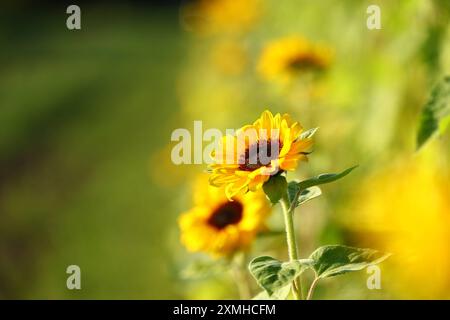 Feld mit Sonnenblumen Norderstedt Schleswig-Holstein Deutschland *** Feld mit Sonnenblumen Norderstedt Schleswig Holstein Deutschland Copyright: XLobeca/RHx Stockfoto