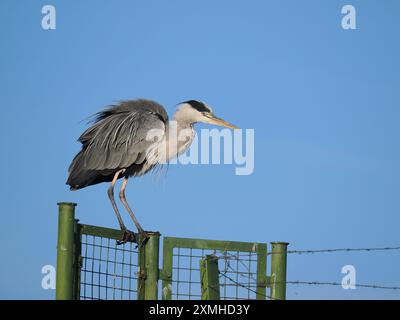 Graureiher verbringen viele Stunden damit, ihre Umgebung zu vermessen, während sie gleichzeitig ihre Federn behalten. Stockfoto