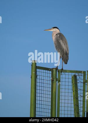 Graureiher verbringen viele Stunden damit, ihre Umgebung zu vermessen, während sie gleichzeitig ihre Federn behalten. Stockfoto