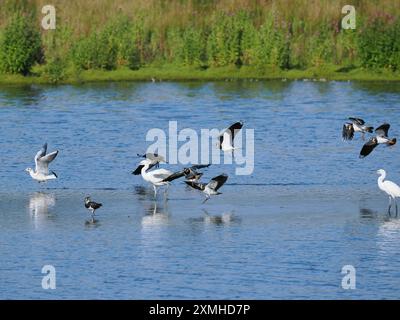 Eine gemischte Schar von Reihern und Watvögeln in Untiefen im Burton Mere Feuchtgebiete RSPB Reserve. Stockfoto