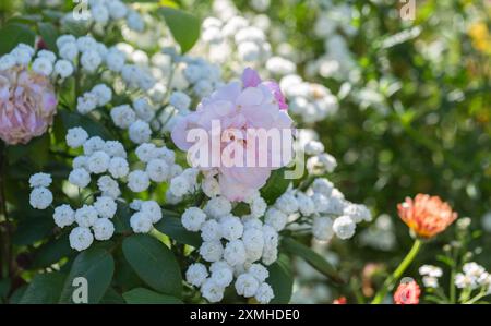 Pink Climbing Rose, Der Großzügige Gardner, Ausdraw Stockfoto