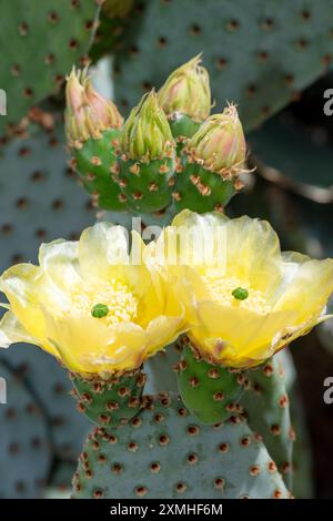 Nahaufnahme von Blumen auf einem Radkaktus (Opuntia Robusta) Stockfoto