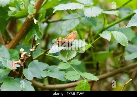 Hedge Brown Butterfly (Pyromania tithonus), auch bekannt als Gate Keeper Butterfly. Stockfoto