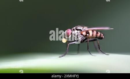 Makrofotografie einer Fliege (Limnophora) mit einem Tropfen Flüssigkeit, Augenhöhe, Minimalismus, Kopierraum, Negativraum, dunkelgrüner Hintergrund. Stockfoto