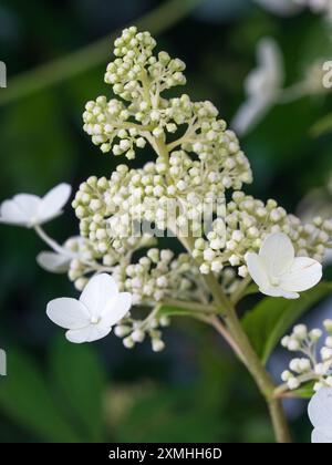 Weiße Blütenpanister des harten Laubstrauchs, Hydrangea paniculata „Kyushu“ Stockfoto