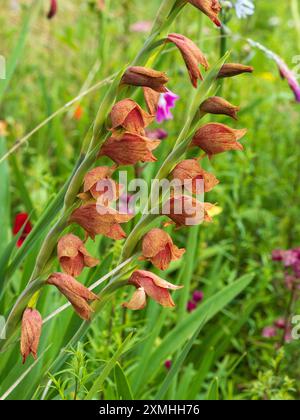 Gefleckte orangene Blüten in einer Farbform von Gladiolus dalenii, einer südafrikanischen und tropischen Art Stockfoto