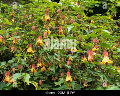 Gelbe Glockenblüten aus halbhartem, lang blühendem Sträucher blühendem Ahorn, Abutilon „Victory“ Stockfoto