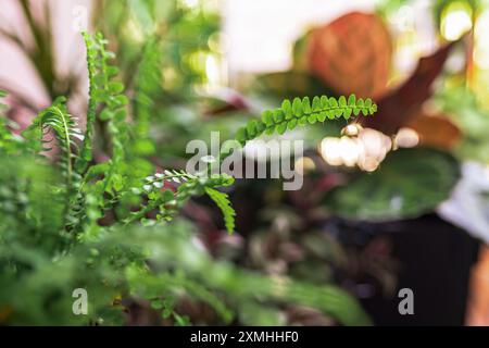Close-up lässt tropische Pflanze calathea in Regentropfen in Sonnenstrahlen Stockfoto
