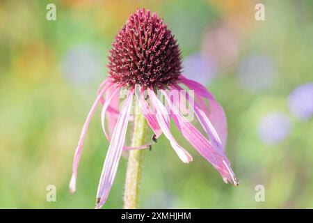 Mittsommer Beauty – blassviolette Koneflower, Echinacea pallida mit Hintergrundunschärfe. Stockfoto