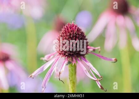 Mittsommer Beauty – blassviolette Koneflower, Echinacea pallida mit Hintergrundunschärfe. Stockfoto