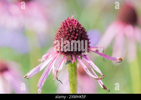 Mittsommer Beauty – blassviolette Koneflower, Echinacea pallida mit Hintergrundunschärfe. Stockfoto
