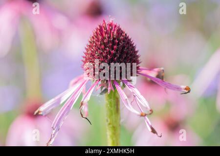 Mittsommer Beauty – blassviolette Koneflower, Echinacea pallida mit Hintergrundunschärfe. Stockfoto