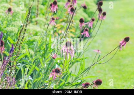 Mittsommer Beauty – blassviolette Koneflower, Echinacea pallida mit Hintergrundunschärfe. Stockfoto