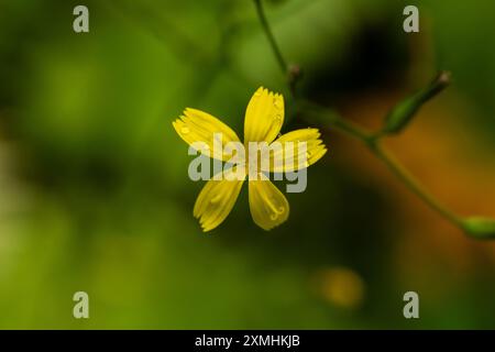 Bright Yellow Wall Salat Bloom bedeckt mit kleinen Wassertröpfchen im Mount Rainier National Park Stockfoto