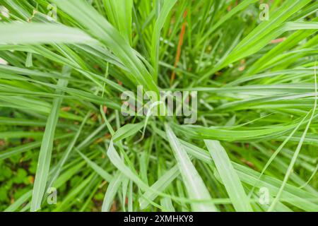 Zitronengraspflanze und Blätter im Bio-Garten Stockfoto