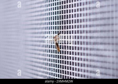 Mücke auf dem Gitterschirm des Insektennetzes nah am Fenster des Hauses Stockfoto