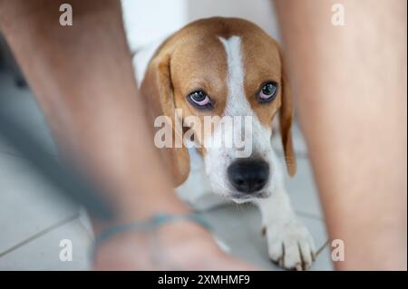 Das niedliche Porträt des Beagle-Hundes lag auf dem Boden neben den Beinen des Besitzers Stockfoto